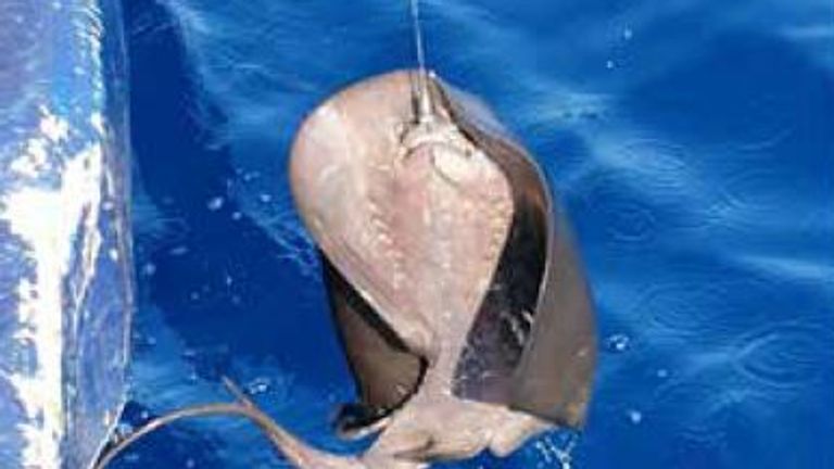  A pelagic stingray accidentally caught on a tuna longline Pic: SeaScope Fisheries Research Ltd via WWF/Sky Ocean Rescue report 