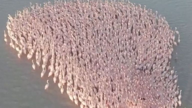 Flamingoes flock over lake in Kazakhstan