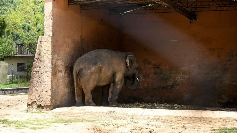Kaavan spent 35 years feeling lonely in a Zoo in Pakistan
