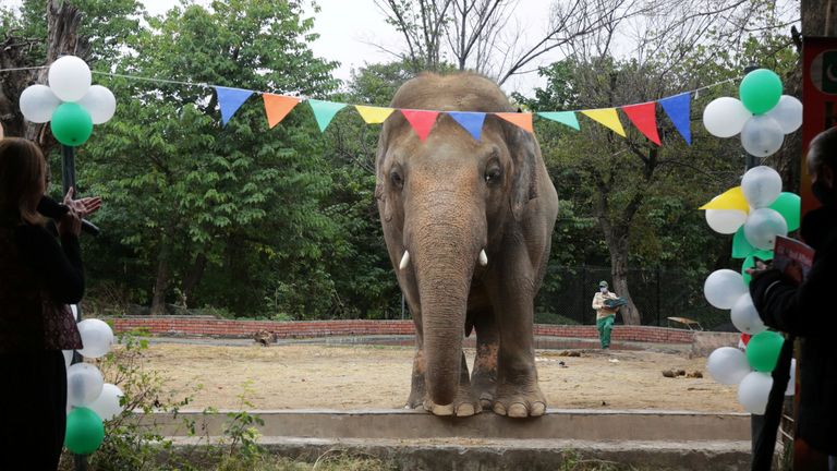 Pakistan&#39;s loneliest elephant is being relocated to a new home in Cambodia