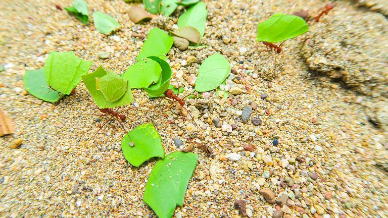 BAHIA SOLANO, COLOMBIA - AUGUST 31, 2016: Leaf cutter ants crawl in the sand of Huina Beach on the Pacific coast on August 31, 2016 in Bahia Solano, Colombia.  (Photo by EyesWideOpen / Getty Images)