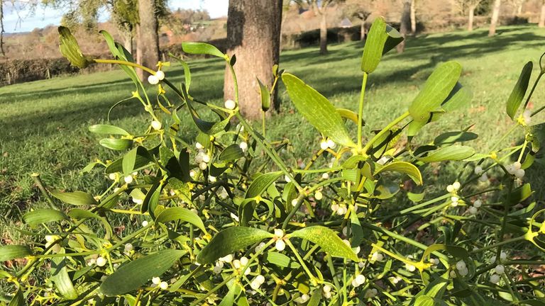 Mistletoe: A mistletoe auctioneer has had to cancel his annual sales of the plant for the first time in his memory because of COVID-19.