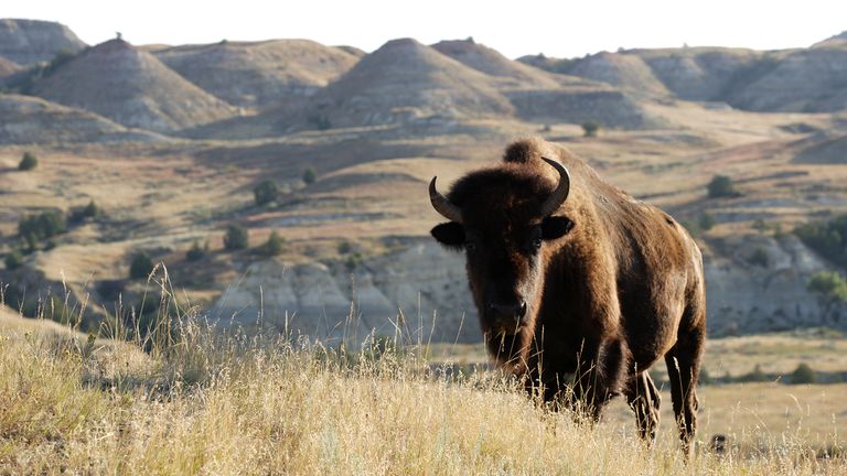 Theodore Roosevelt National Park, North Dakota