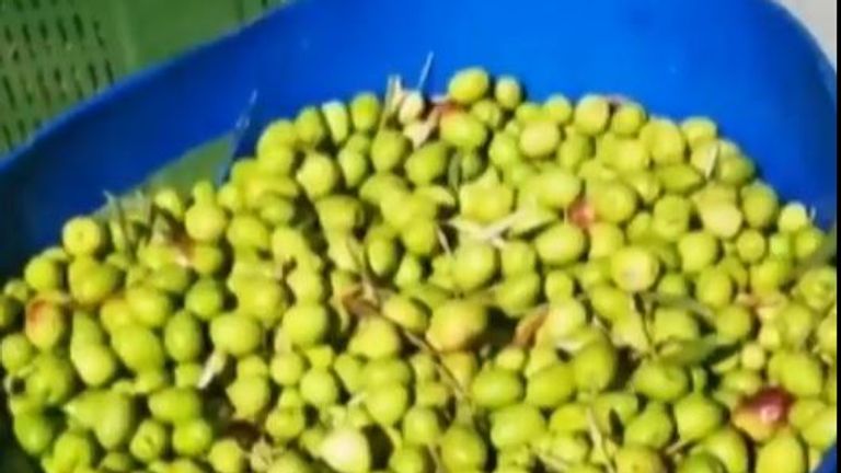 Spanish police find monster quantity of stolen olives in raid