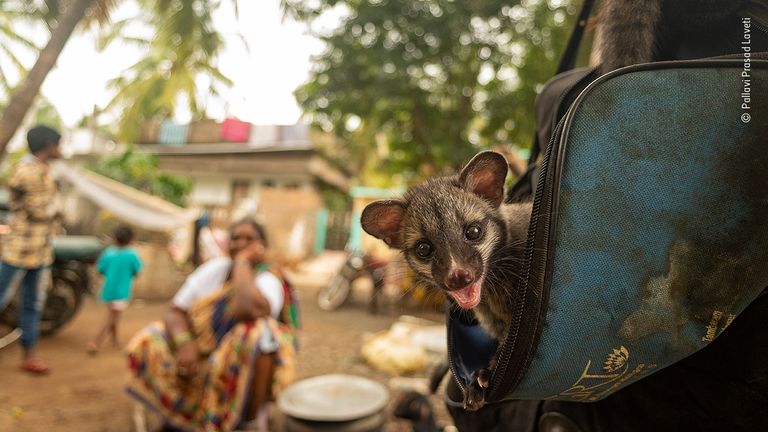 Coexistence by Pallavi Prasad Laveti, India