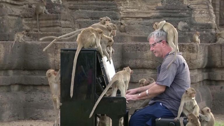 The musician hoped to raise awareness of the monkeys&#39; hunger while also study their behavioural responses to classical music. 