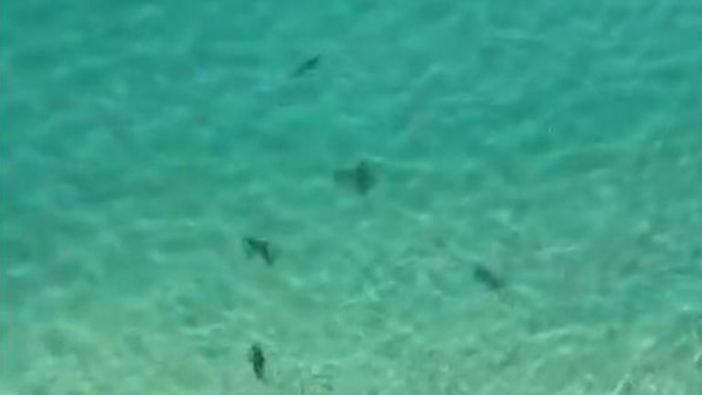 More than 50 sharks were spotted swimming between two beaches in New South Wales