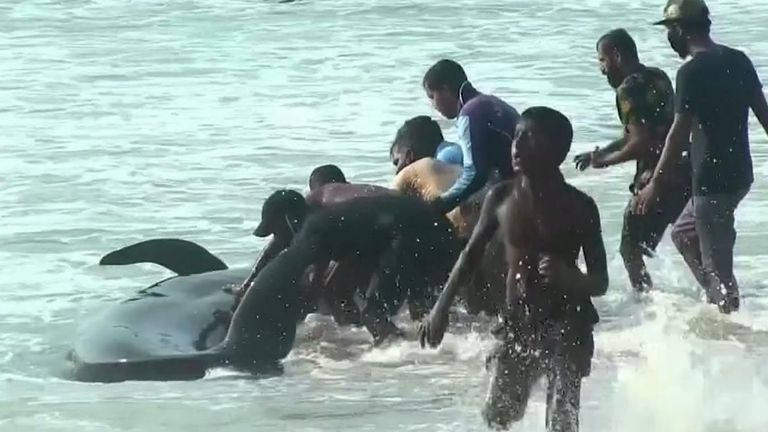 Whales pushed back into the sea after being beached in Sri Lanka