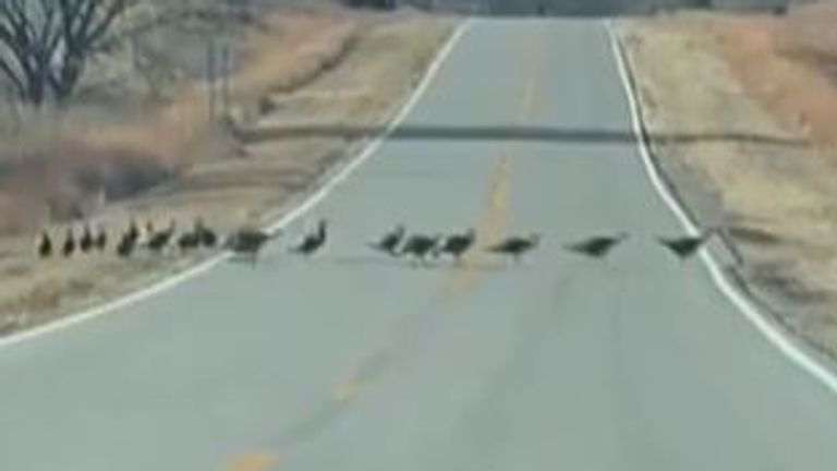 A flock of turkeys make a break for it on Thanksgiving in Nebraska