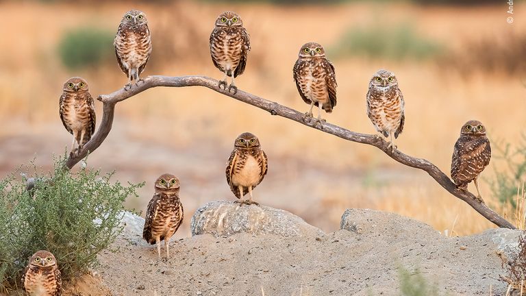 Family Portrait by Andrew Lee, US