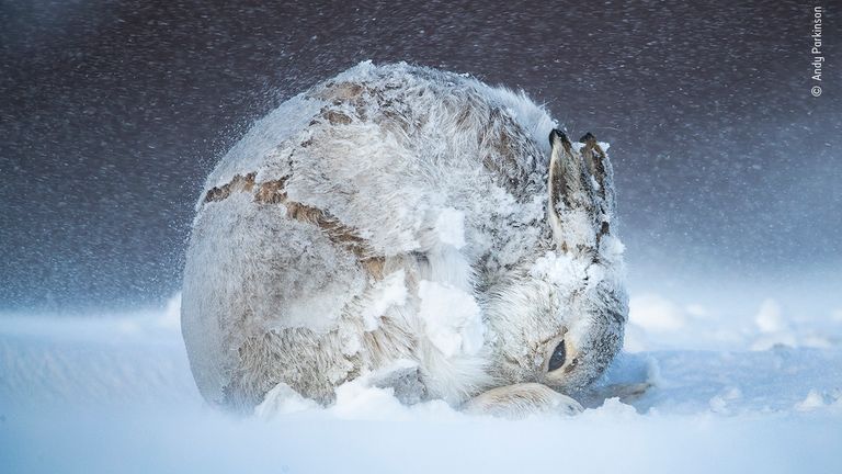 Hare Ball by Andy Parkinson, UK