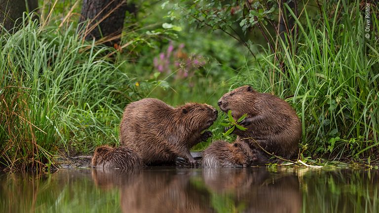 A Special Moment by Oliver Richter, Germany