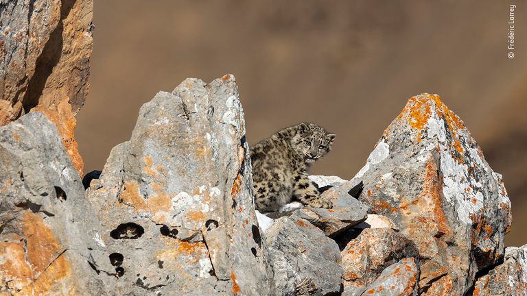 Baby on the Rocks by Frédéric Larrey, France