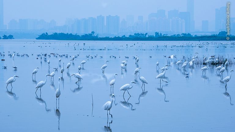 Border Refuge by Joseph Dominic Anthony, Hong Kong/UK