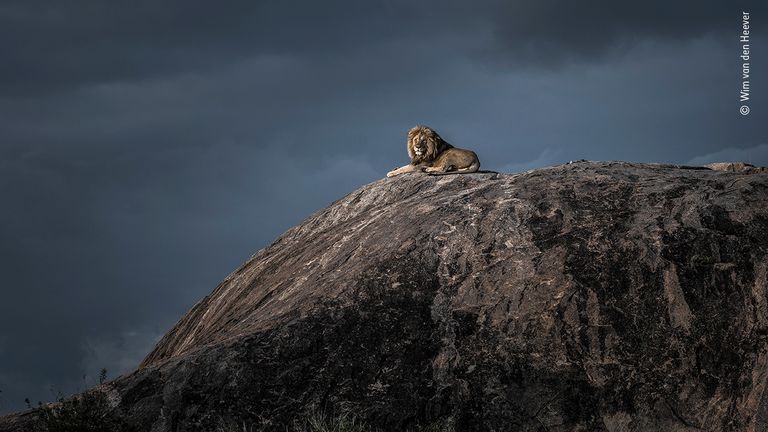 Lion King by Wim van den Heever, South Africa