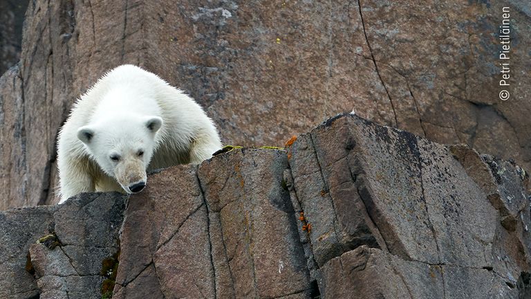 White Danger by Petri Pietilainen, from Finland

 