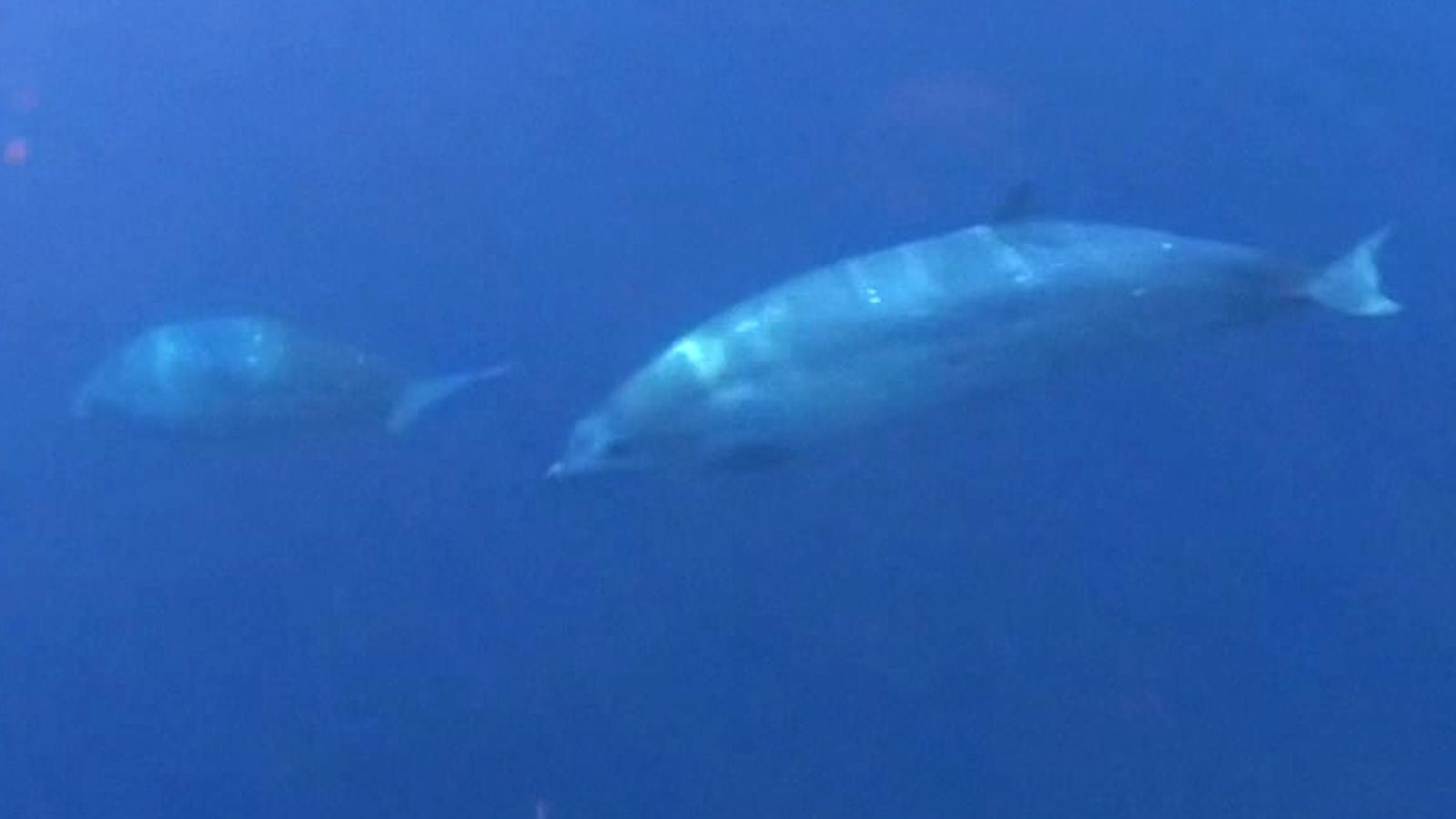 Beaked whales: Potential new species of beaked whale spotted off Mexico ...