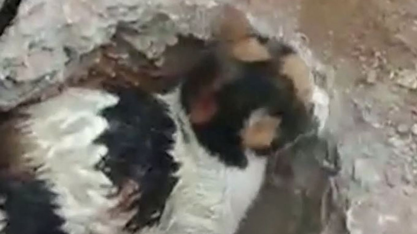 Cat rescued from inside of a pipe under concrete in Turkey World News