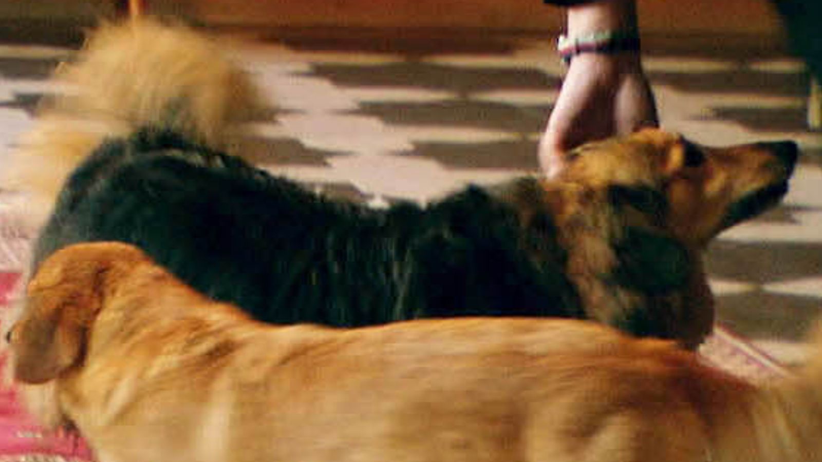 Queen's dog 'dies during lockdown', leaving monarch with one remaining