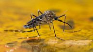 Malaria is a mosquito-borne infectious disease that affects humans and other animals