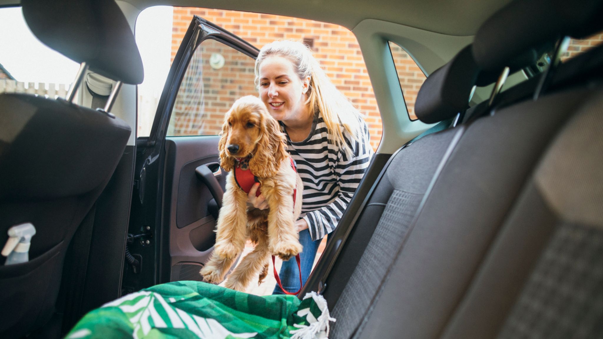 can you take dogs to northern ireland