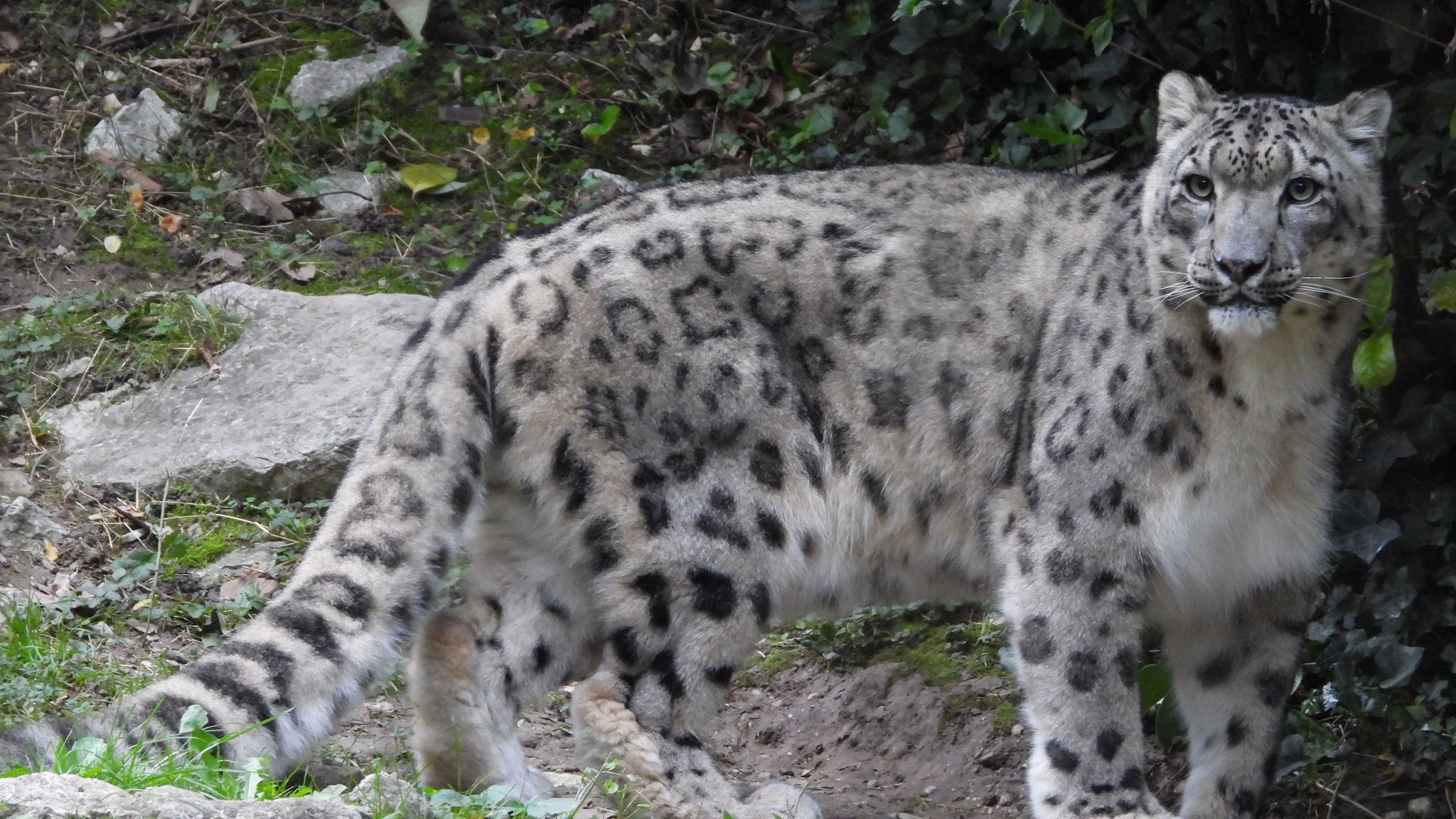 Снежный леопард Кашмира