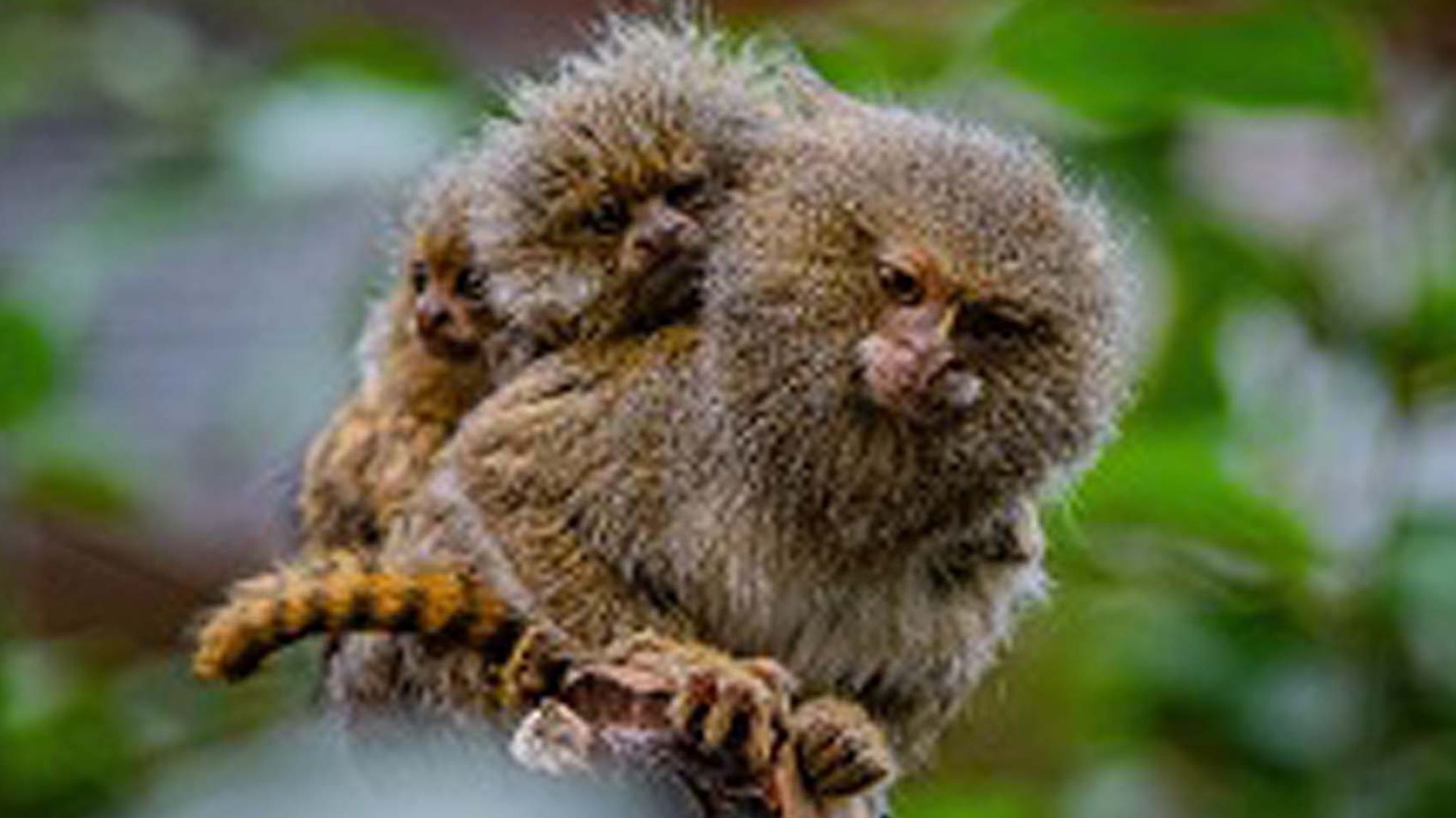 Eastern pygmy marmosets: Twin monkeys 'the size of ping pong balls