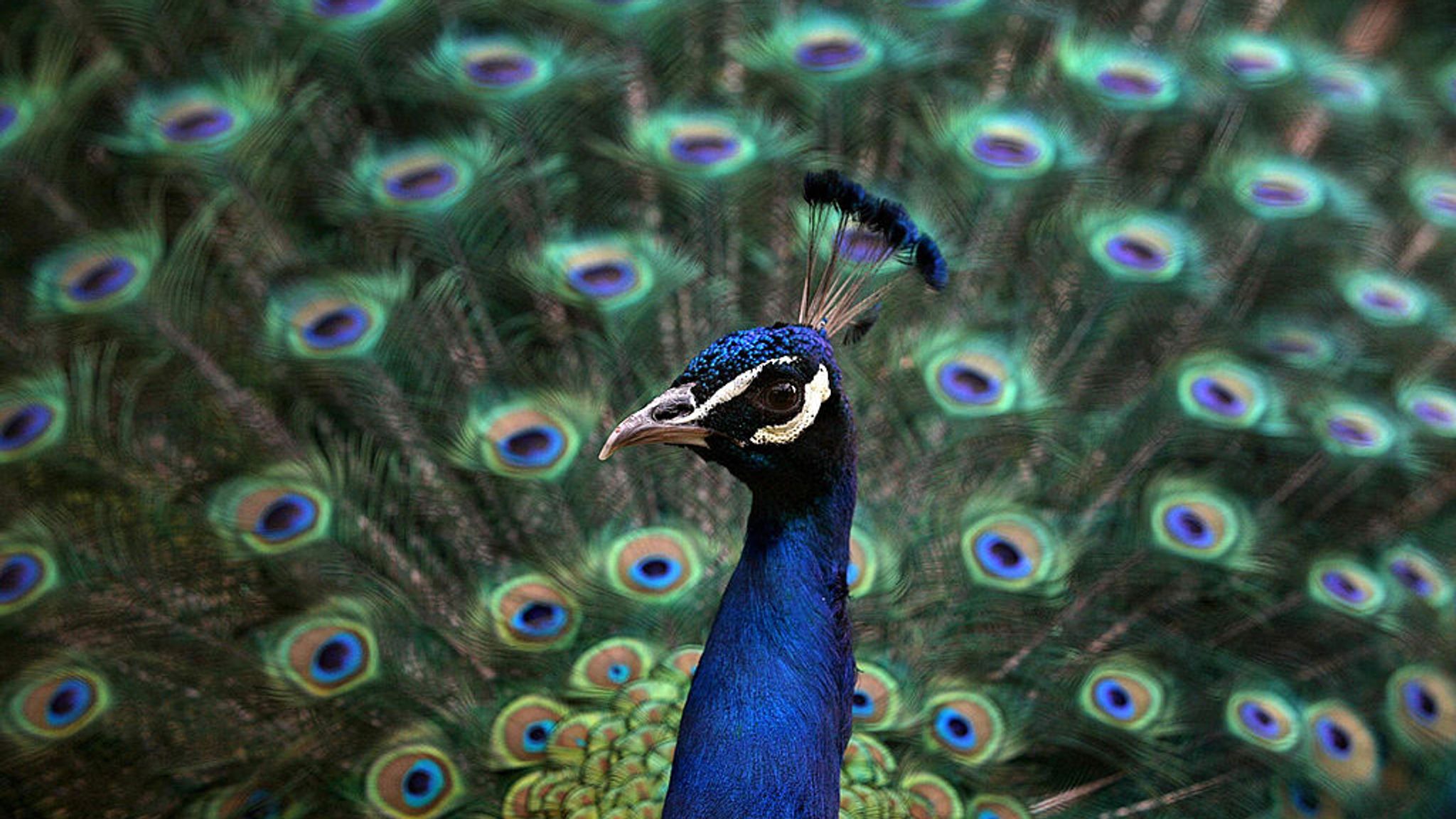 Andi peacock. You like Peacocks.