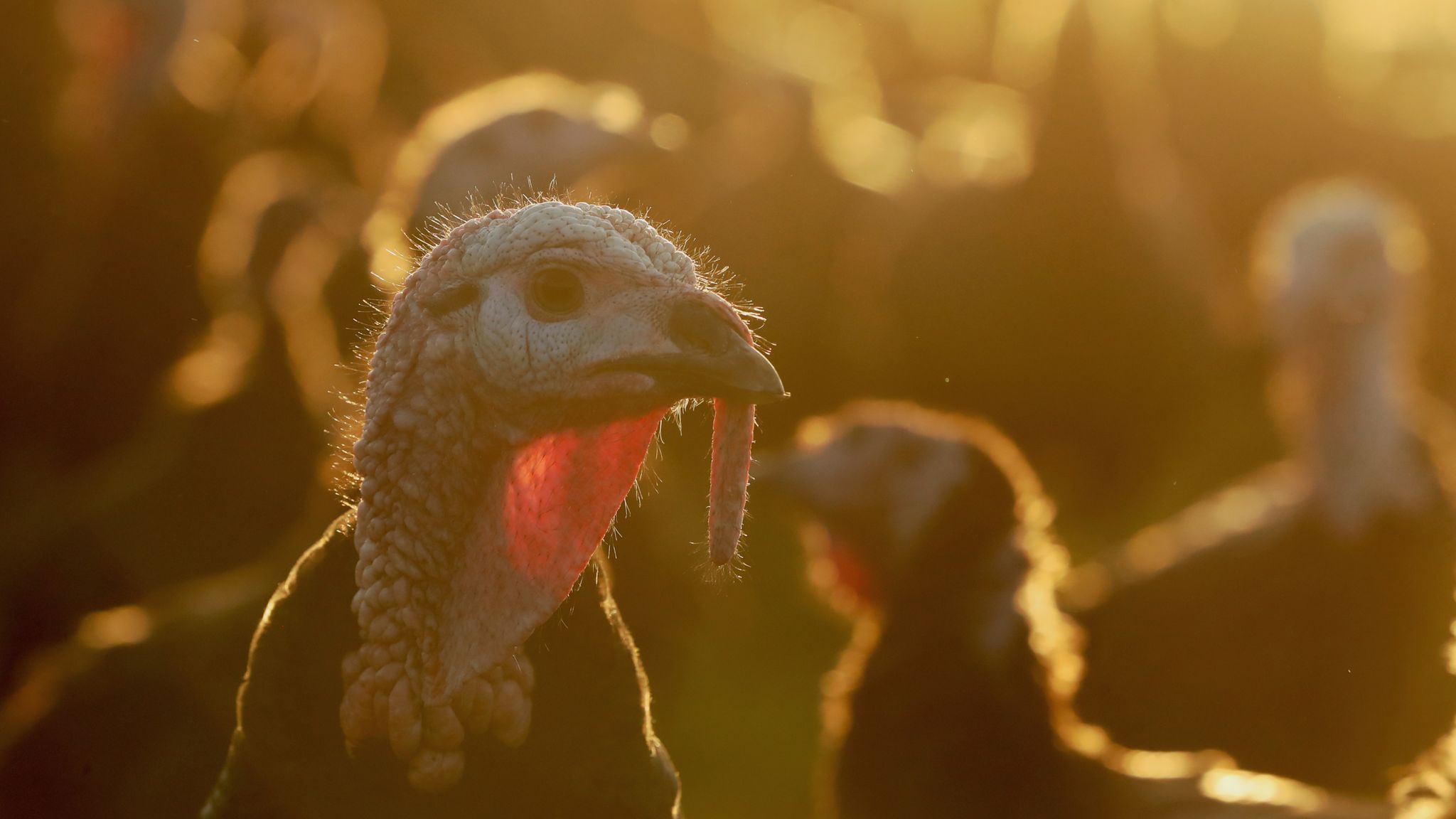 Around 25,000 turkeys to be culled after ninth outbreak of bird flu in