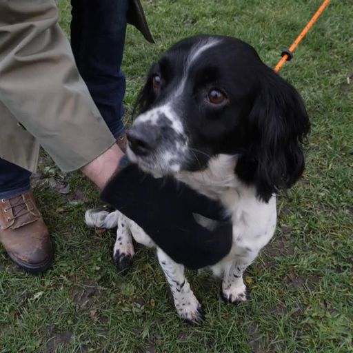 Dogs held to ransom and used for intensive breeding as gangs cash in on lockdown puppy demand