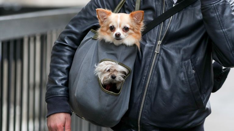 EMBARGOED TO 0001 MONDAY AUGUST 03 File photo dated 09/04/18 of two dogs being carried in a bag along the street in Marylebone in London. Half of adults are worried about leaving their pets at home if they go back to work, new research suggests.