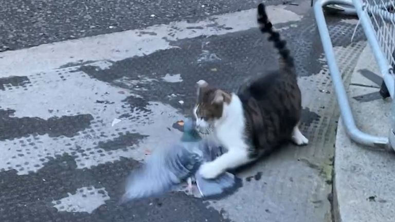 Screen grab taken from PA Video of Larry the Cat stalking a pigeon in Downing Street, London.