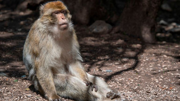 A Barbary macaque in the wild in Morocco