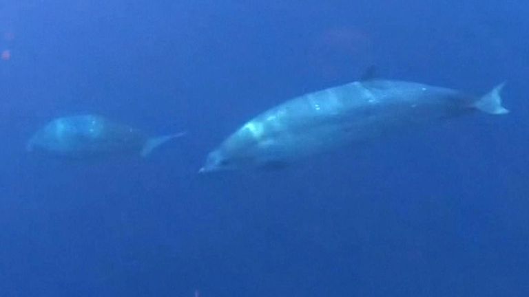 Researchers think they have found a new species of beaked whale, which would mark a significant discovery among giant mammals.