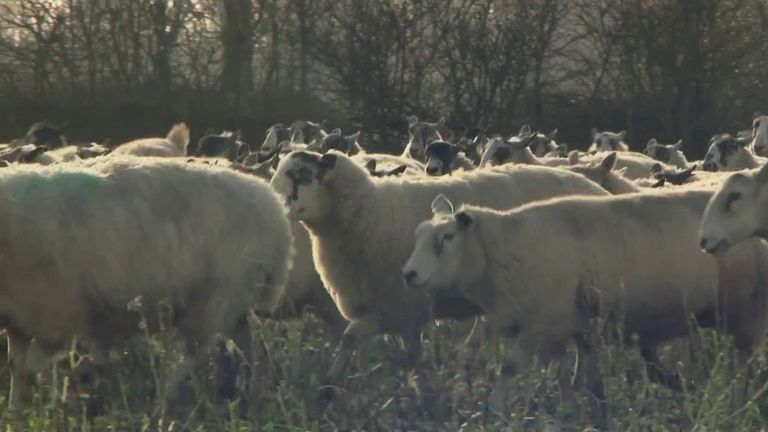 Farmers nationwide nervously await news of a Brexit deal