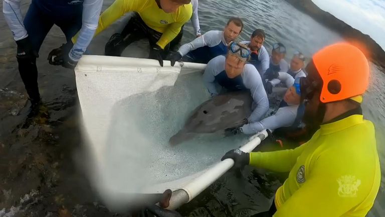A bottlenose dolphin trapped in a rock pool on North Stradbroke Island, Queensland, was rescued on December 8 thanks to a joint effort from responders.