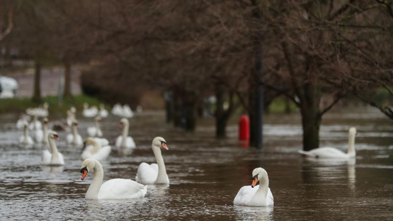 Swans swim in flood water in Worcester