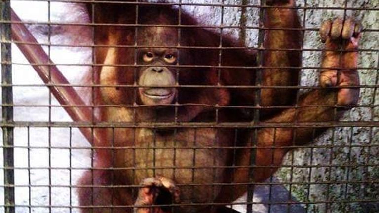 An orangutan at Pata Zoo in western Bangkok, Thailand