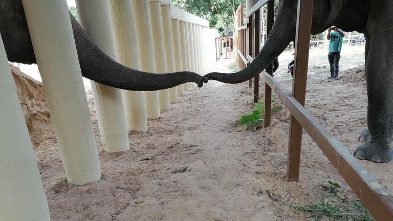 Kaavan&#39;s trunk touching another elephant. Pic: Four Paws