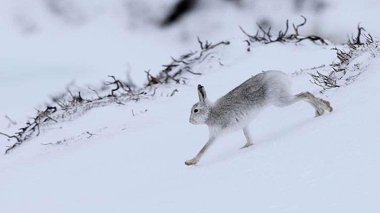 A mountain hare runs across the snow in the Cairngorm mountains near Glenshee in Scotland