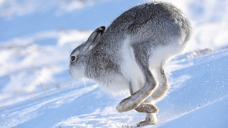 A mountain hare on the top plateau of a mountain in the Cairngorms, Scotland