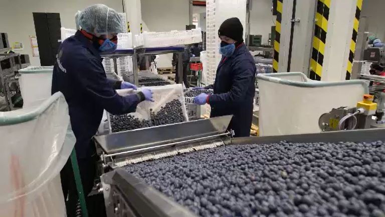 Family-run Scherpenhuizen company processes blueberries to be sent to the UK