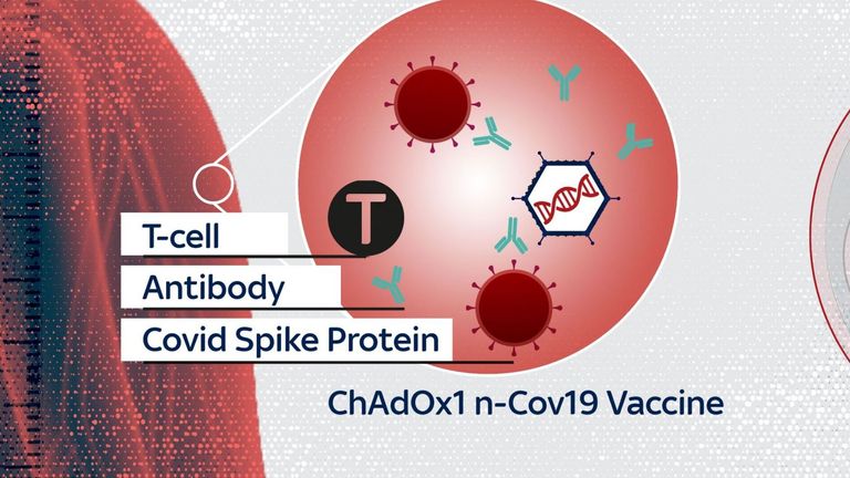 When the vaccine is injected, the immune system responds by producing antibodies and T-cells
