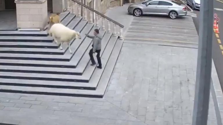 Sheep rampage in Turkey
