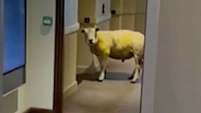 Sheep inspects lift in Holyhead hotel