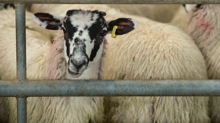 Livestock, like these lambs in the Lake District, would no longer be exported for slaughter according to government plans.