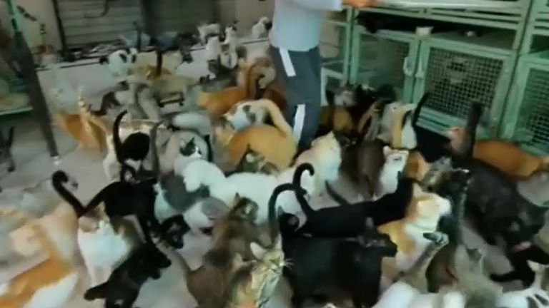 Feeding time for 480 cats