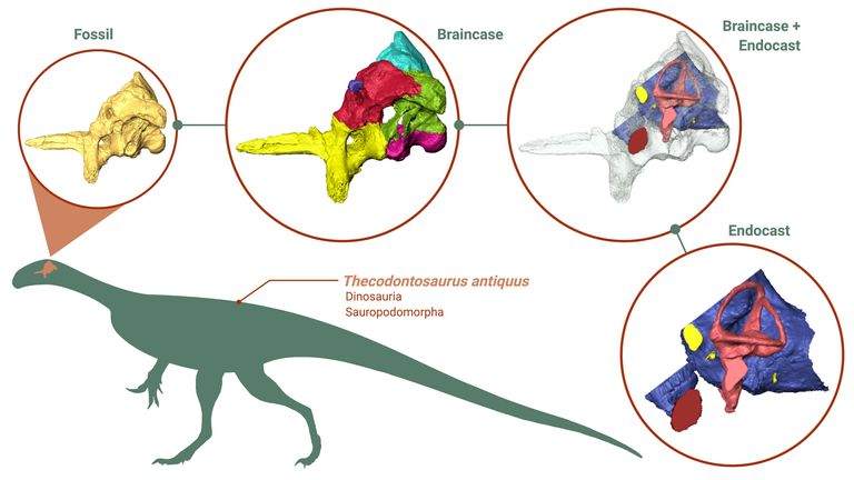3-D models of Thecodontosaurus&#39; brain was studied.. Pic: PhyloPic.org
