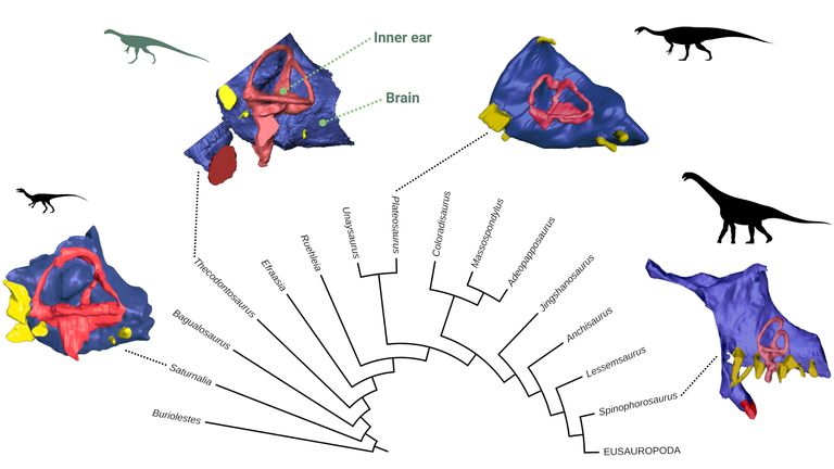 This group of dinosaurs underwent important changes in brain and inner ear shape during their evolution