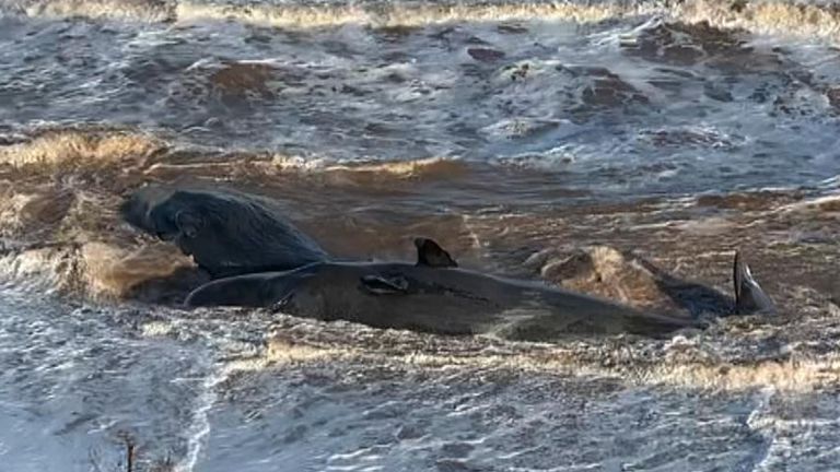 Eight sperm whales wash up on East Yorkshire beach